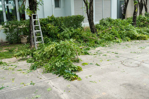 Best Stump Grinding and Removal  in Weatherly, PA