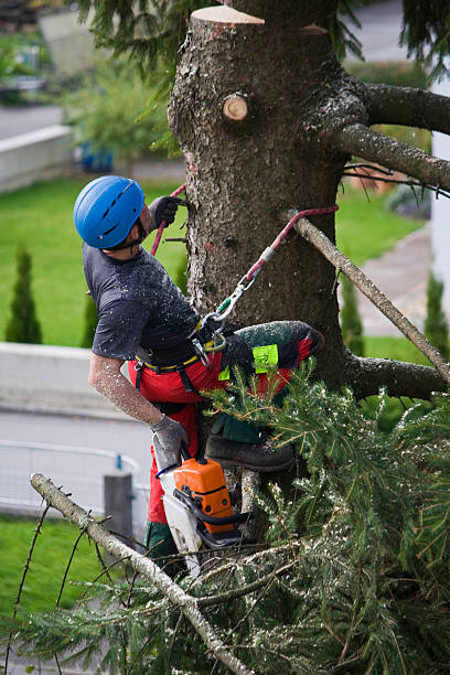 Best Tree Trimming and Pruning  in Weatherly, PA