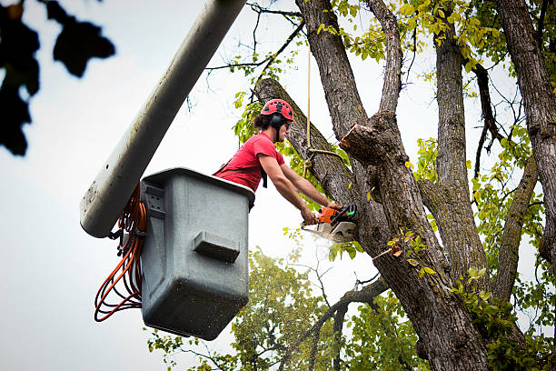 Professional  Tree Services in Weatherly, PA