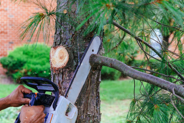 Best Palm Tree Trimming  in Weatherly, PA